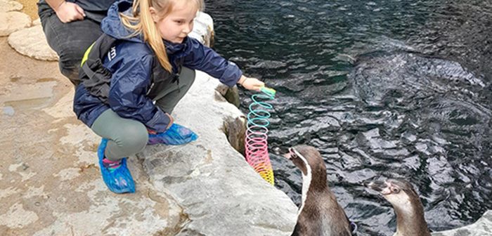 LEISURE: Become a Penguin Keeper for a morning